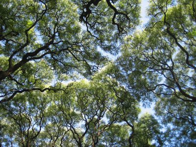 La timidité des cimes